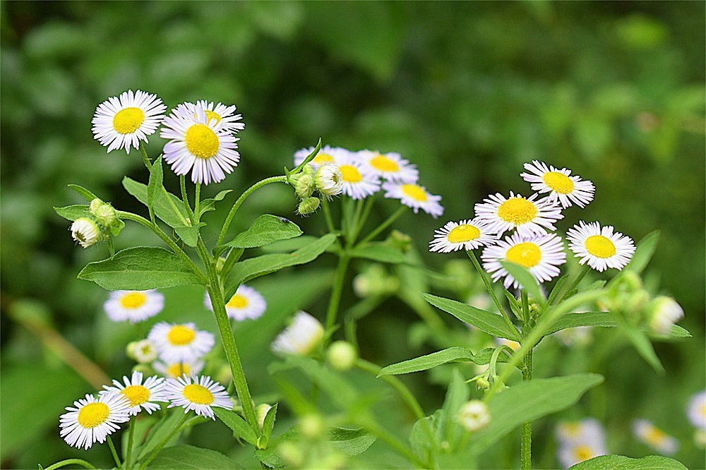 ——花·虫～～