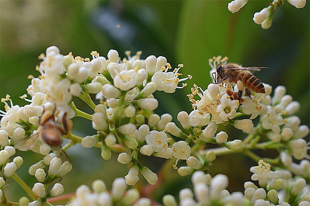 ——花·虫～～