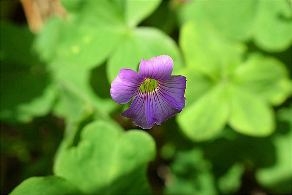 ——花·虫～～