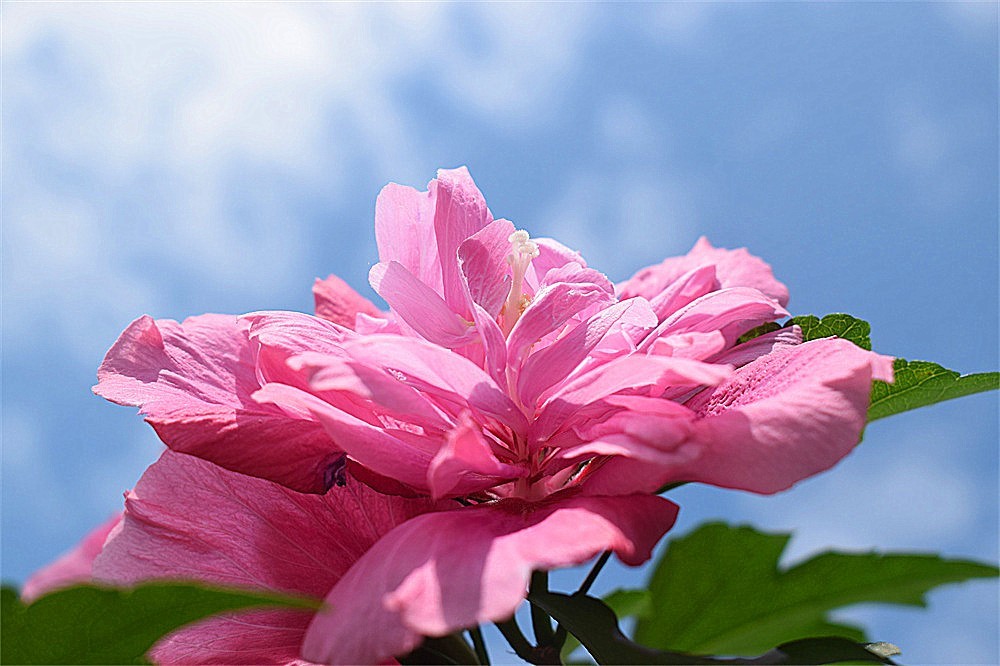 ——花·虫～～