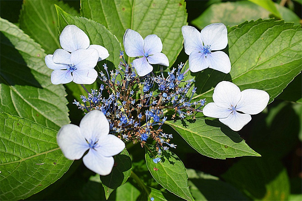 ——花·虫～～