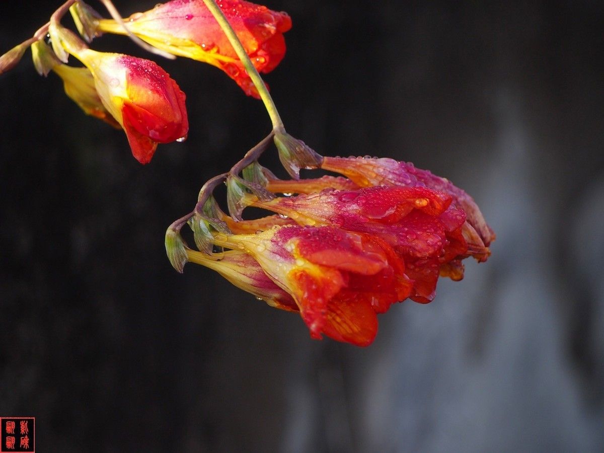 2024香雪兰（上）