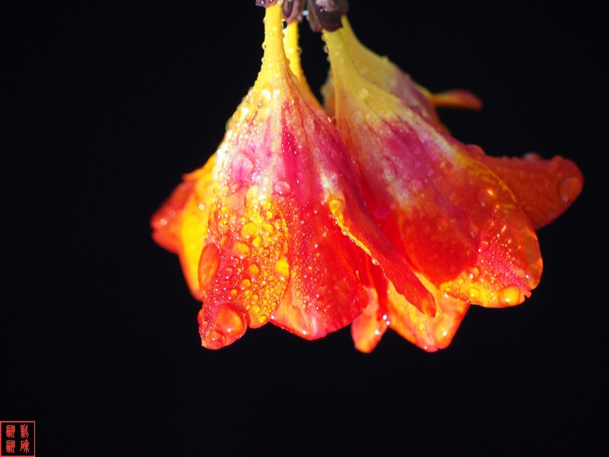 2024香雪兰（上）