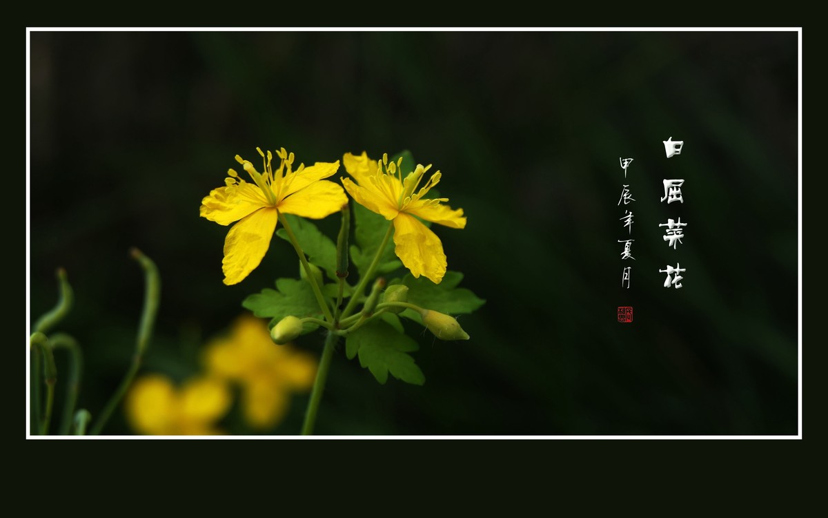 金黄色的小草花-白屈菜花
