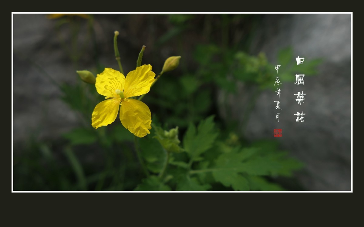 金黄色的小草花-白屈菜花