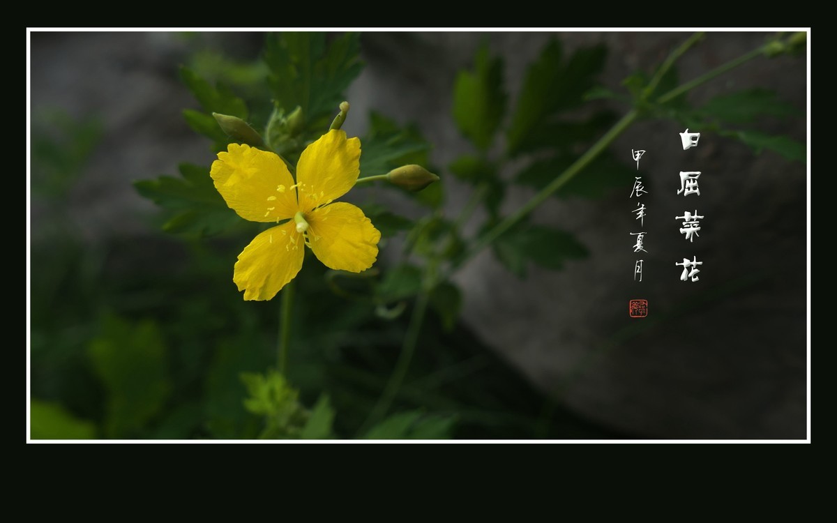 金黄色的小草花-白屈菜花