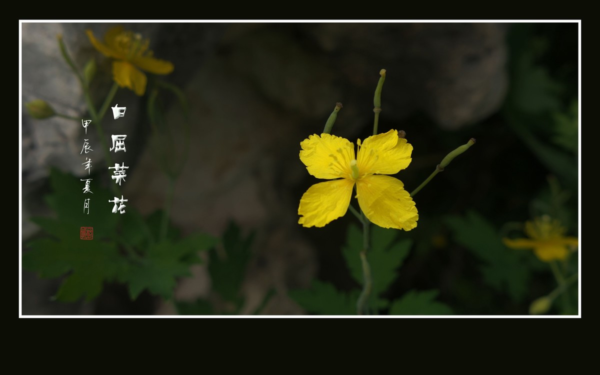 金黄色的小草花-白屈菜花