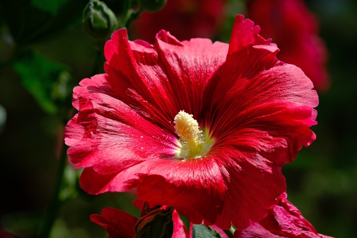 XH-2+腾龙18-300公园小花一组