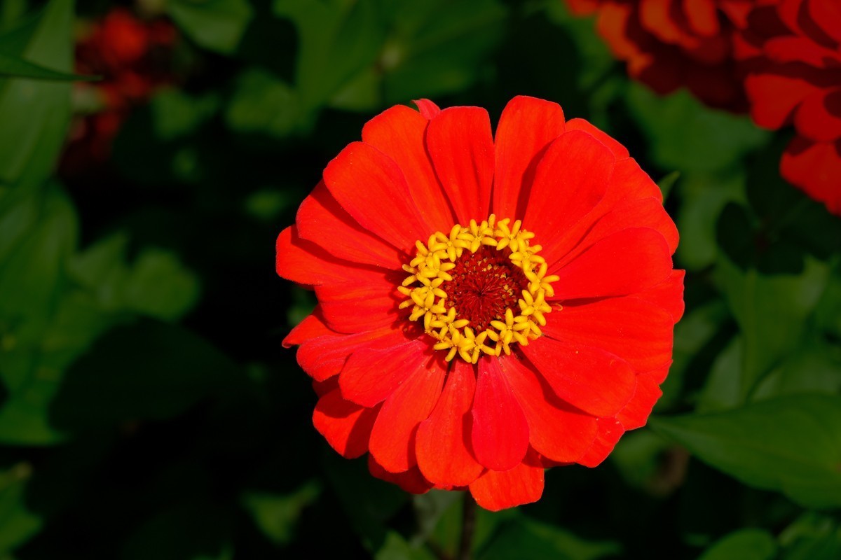 XH-2+腾龙18-300公园小花一组