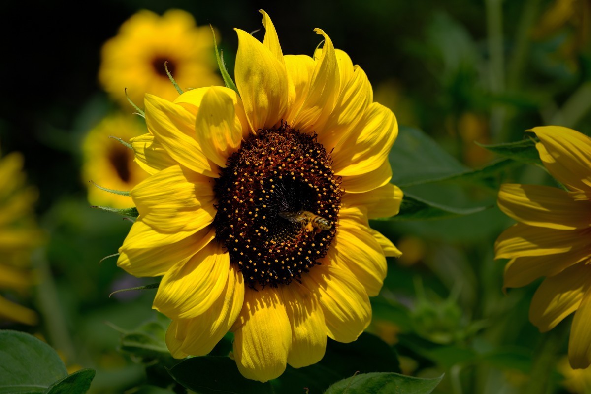 XH-2+腾龙18-300公园小花一组