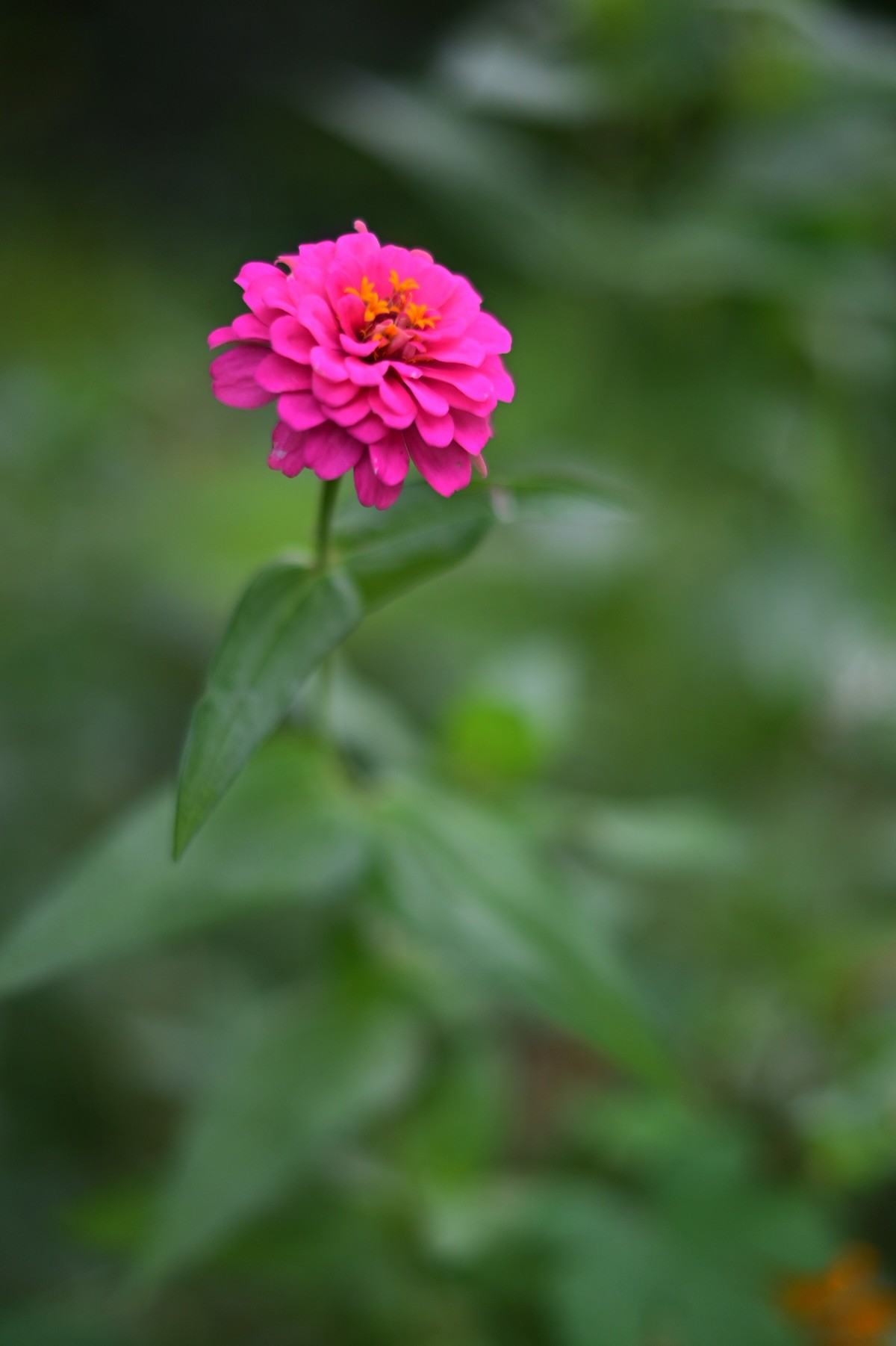 路边的花