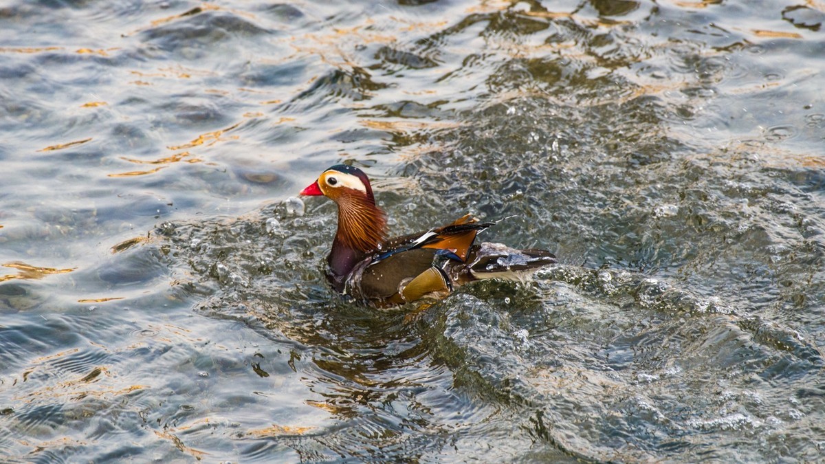 大 连 的 海 ------ 菱 角 湾 的 精 灵 （ 四 ）