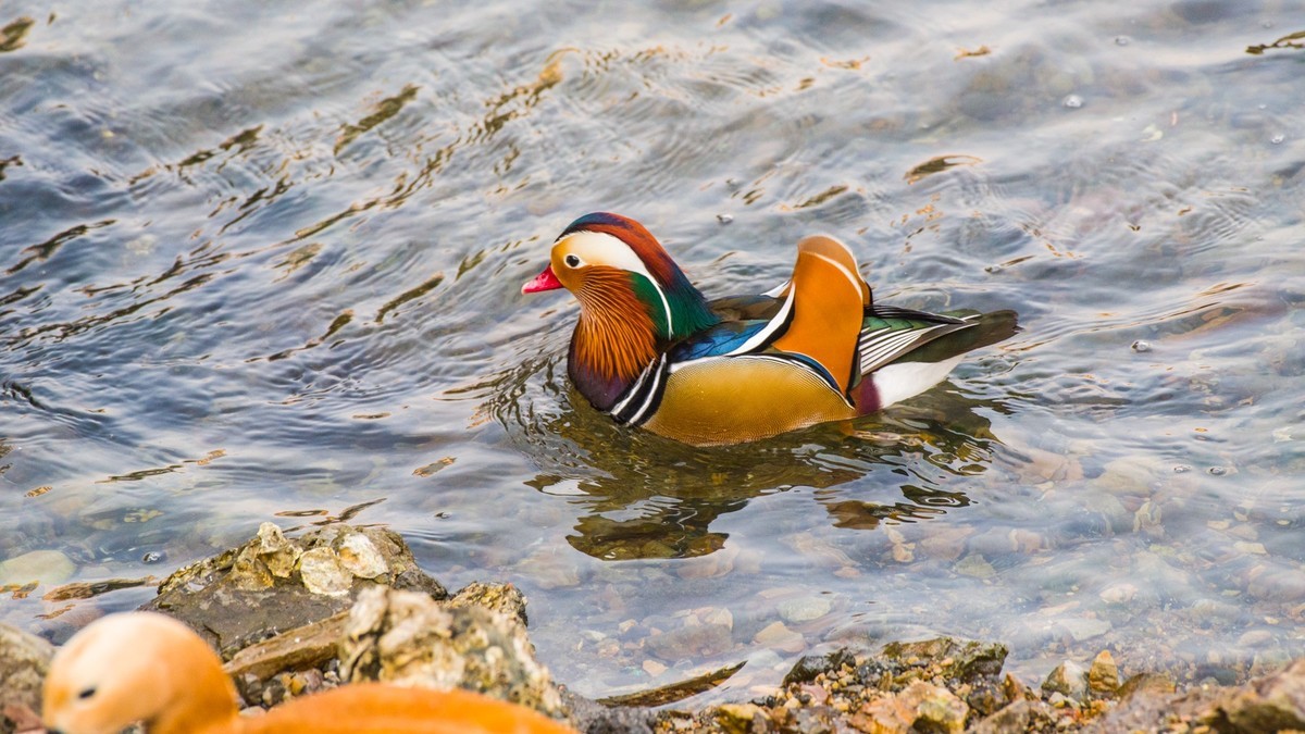 大 连 的 海 ------ 菱 角 湾 的 精 灵 （ 四 ）