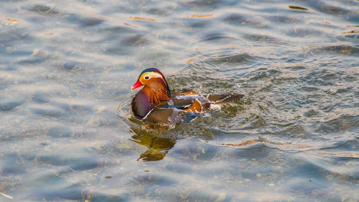 大 连 的 海 ------ 菱 角 湾 的 精 灵 （ 四 ）