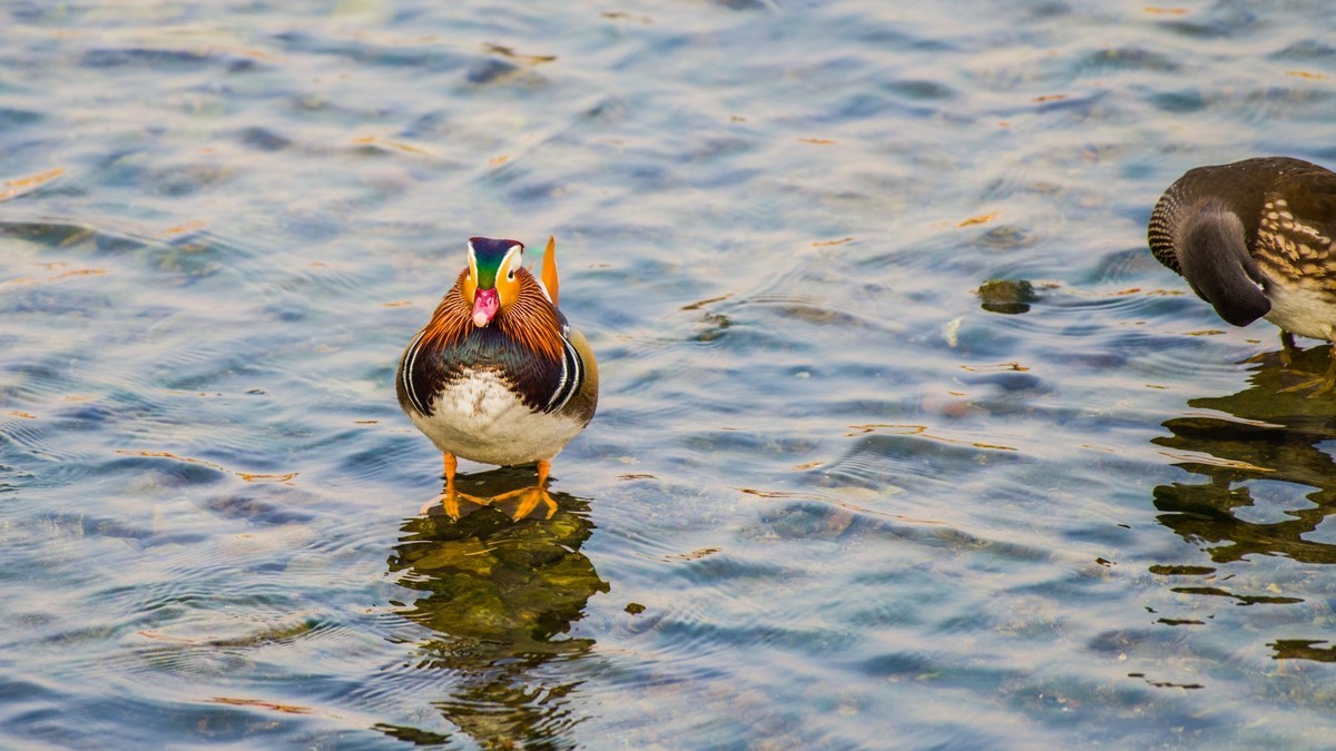 大 连 的 海 ------ 菱 角 湾 的 精 灵 （ 四 ）