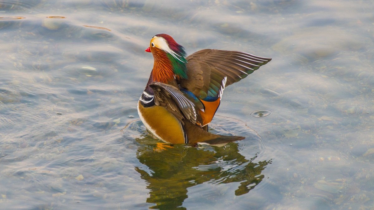 大 连 的 海 ------ 菱 角 湾 的 精 灵 （ 四 ）