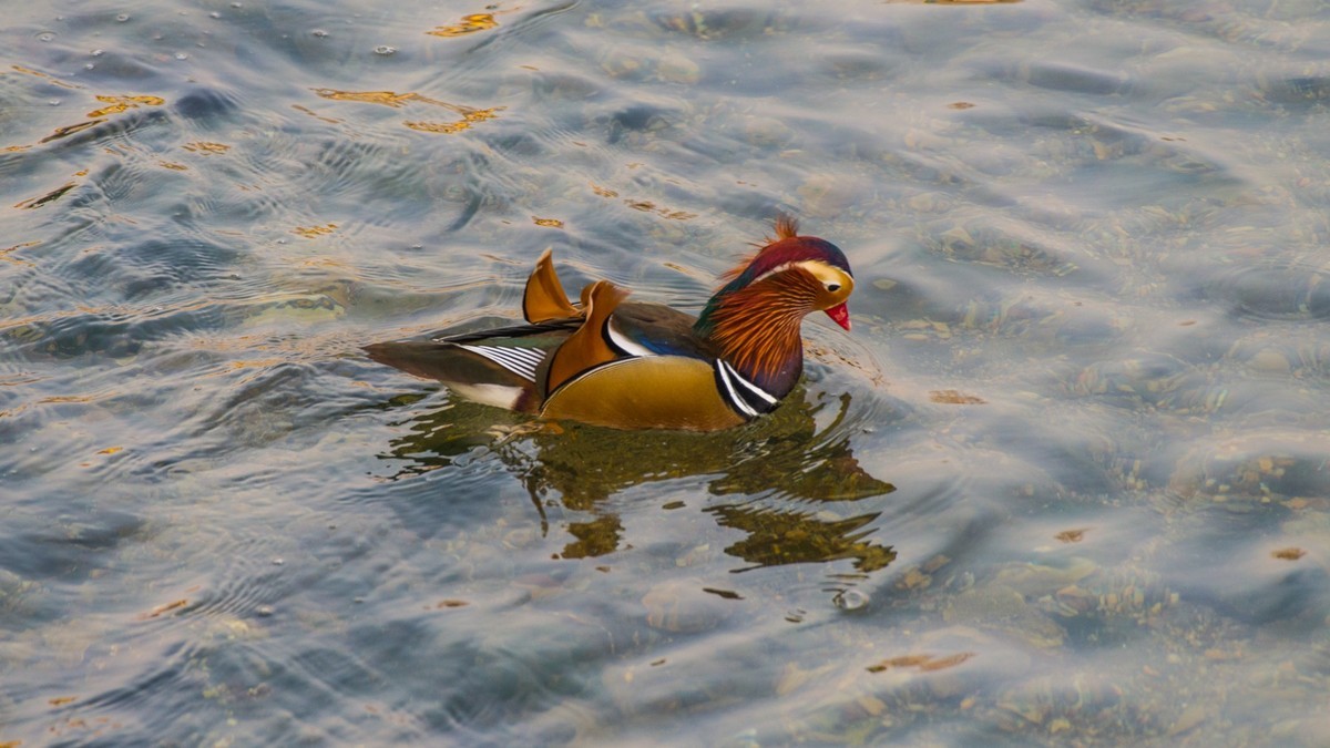 大 连 的 海 ------ 菱 角 湾 的 精 灵 （ 四 ）