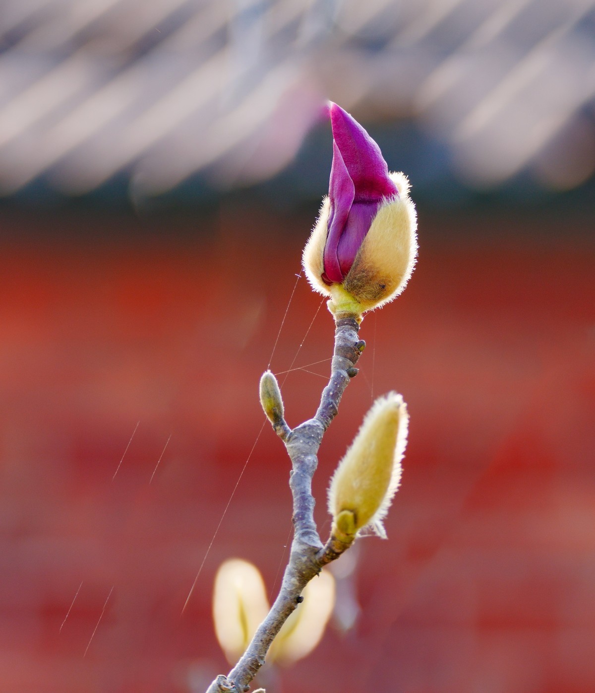 庭院深深坠海红玉兰树下坐春风