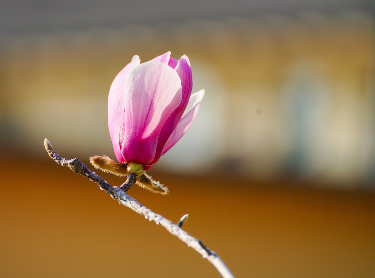 庭院深深坠海红玉兰树下坐春风