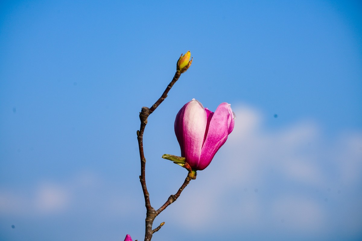 庭院深深坠海红玉兰树下坐春风