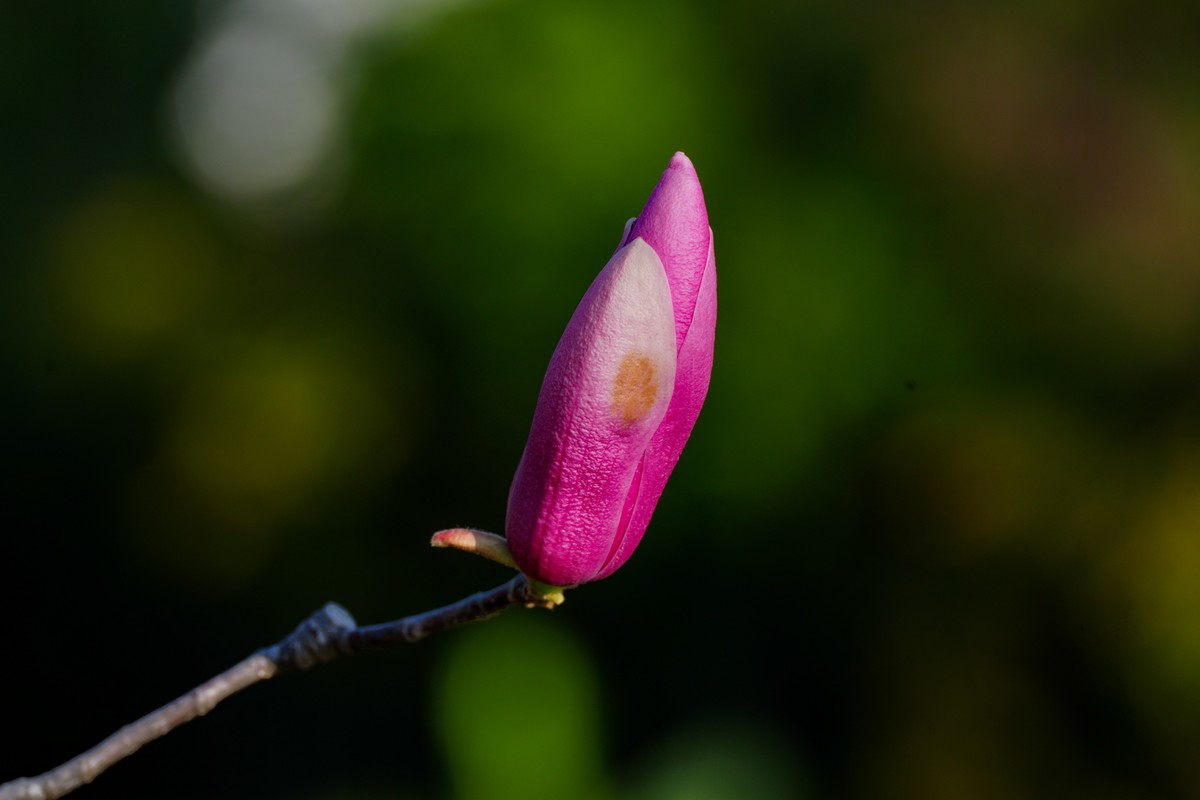 庭院深深坠海红玉兰树下坐春风