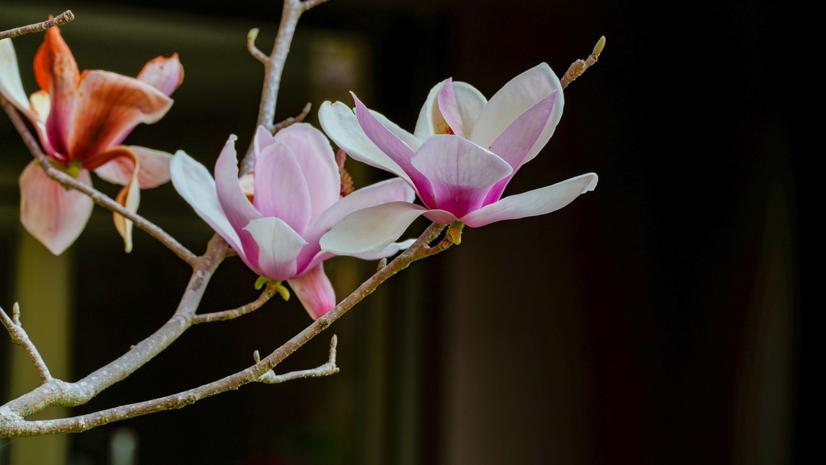 庭院深深坠海红玉兰树下坐春风