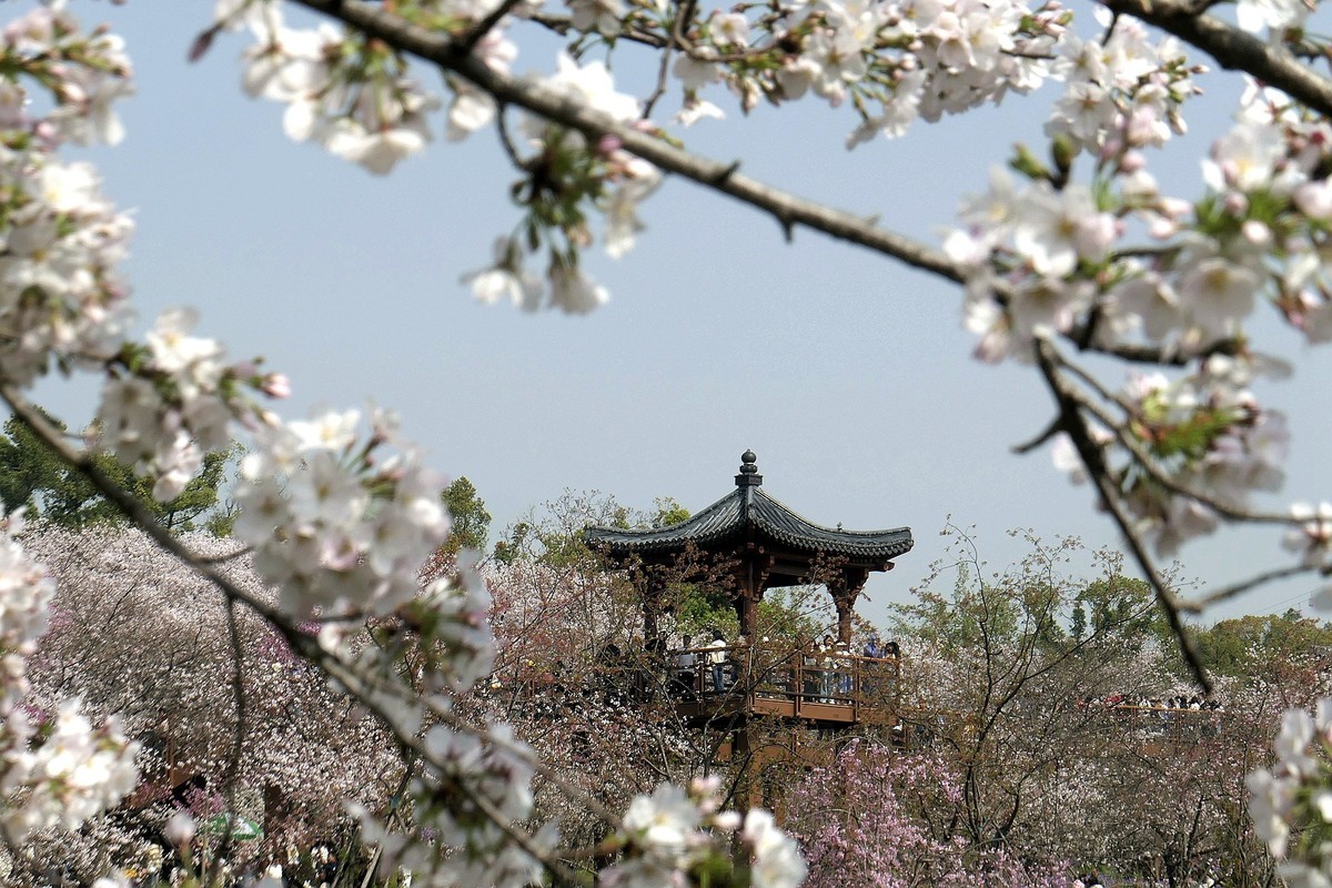 今日东湖樱花园