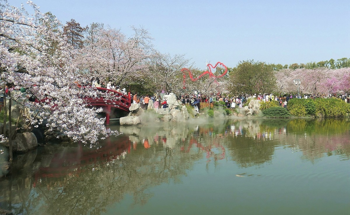 今日东湖樱花园