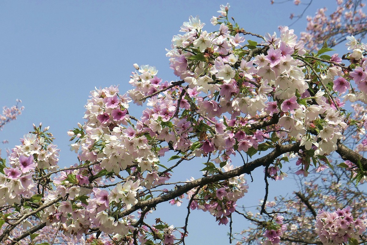 今日东湖樱花园