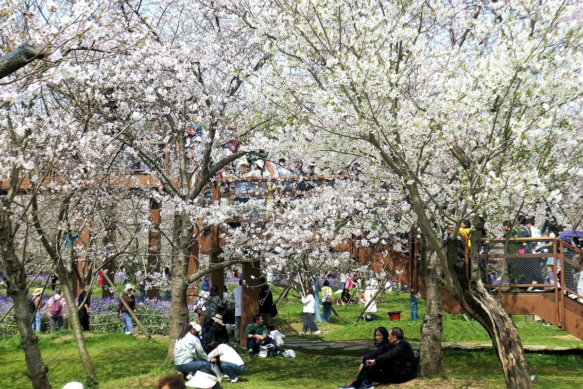 今日东湖樱花园