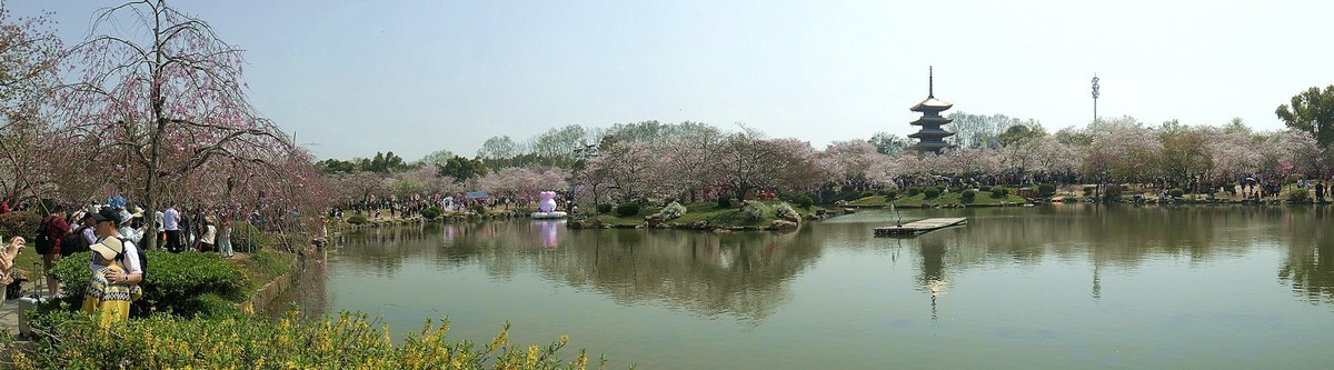 今日东湖樱花园