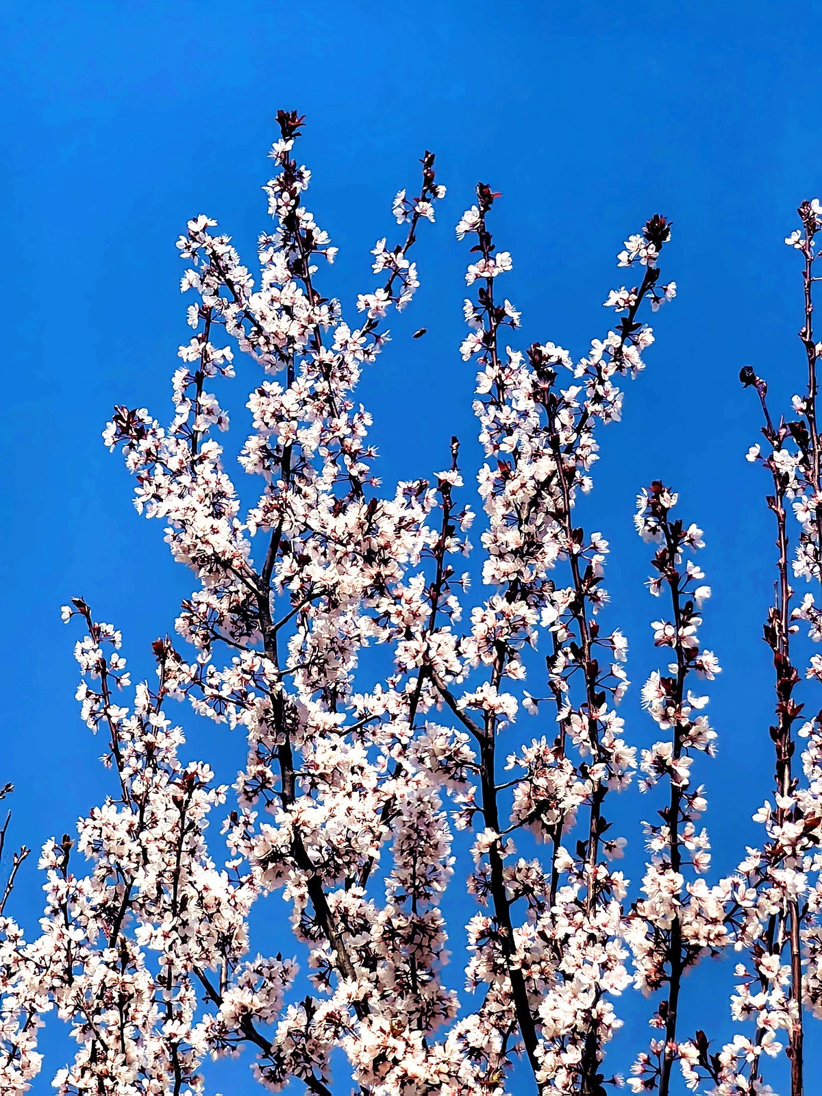 不知名公园春游随拍