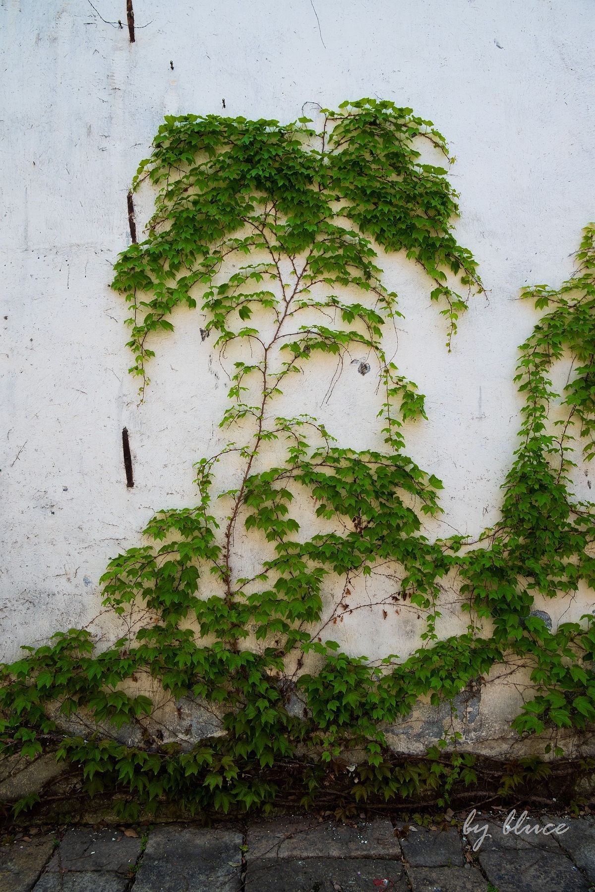 嘉兴梅花洲（二）