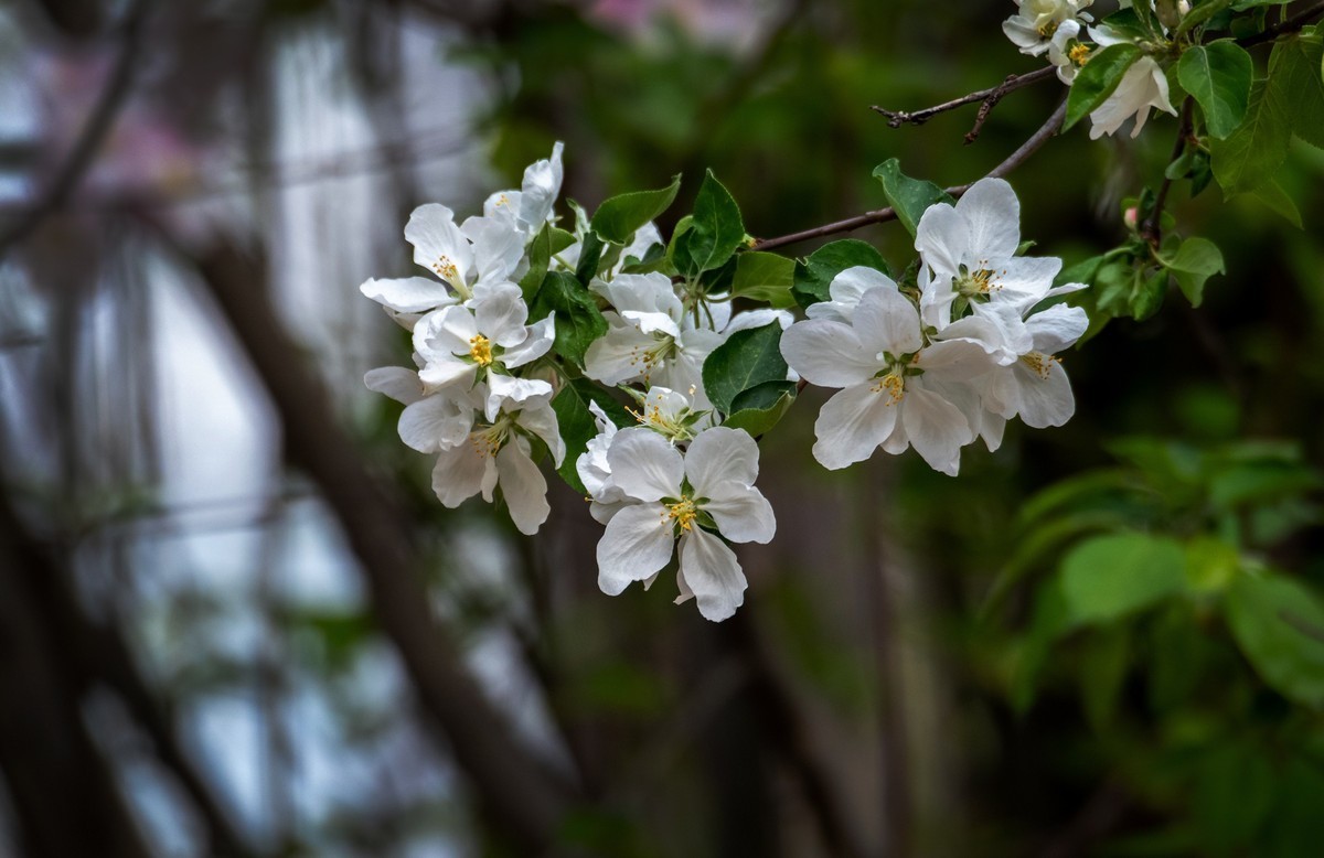 春花（十）