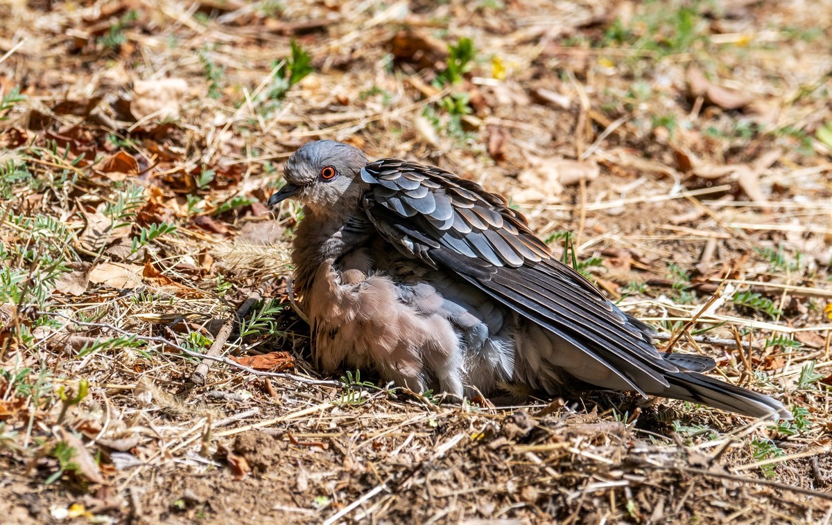 斑鸠晒太阳（五）