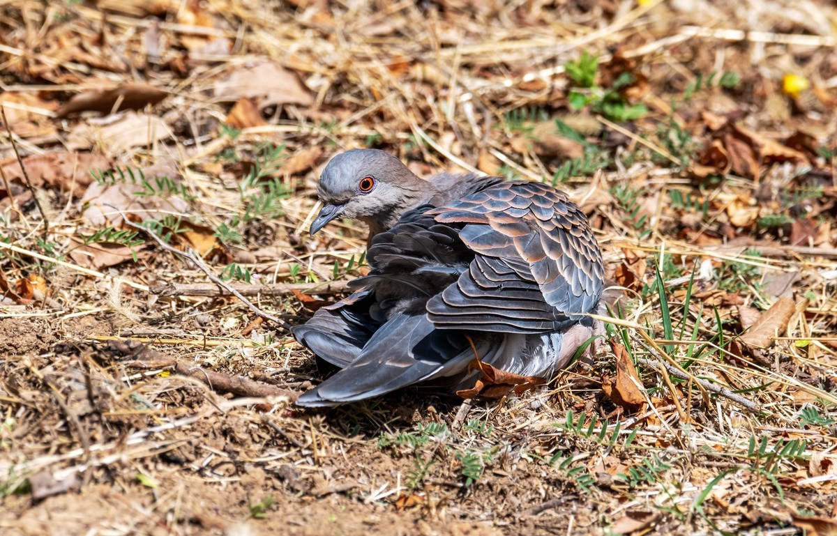 斑鸠晒太阳（五）