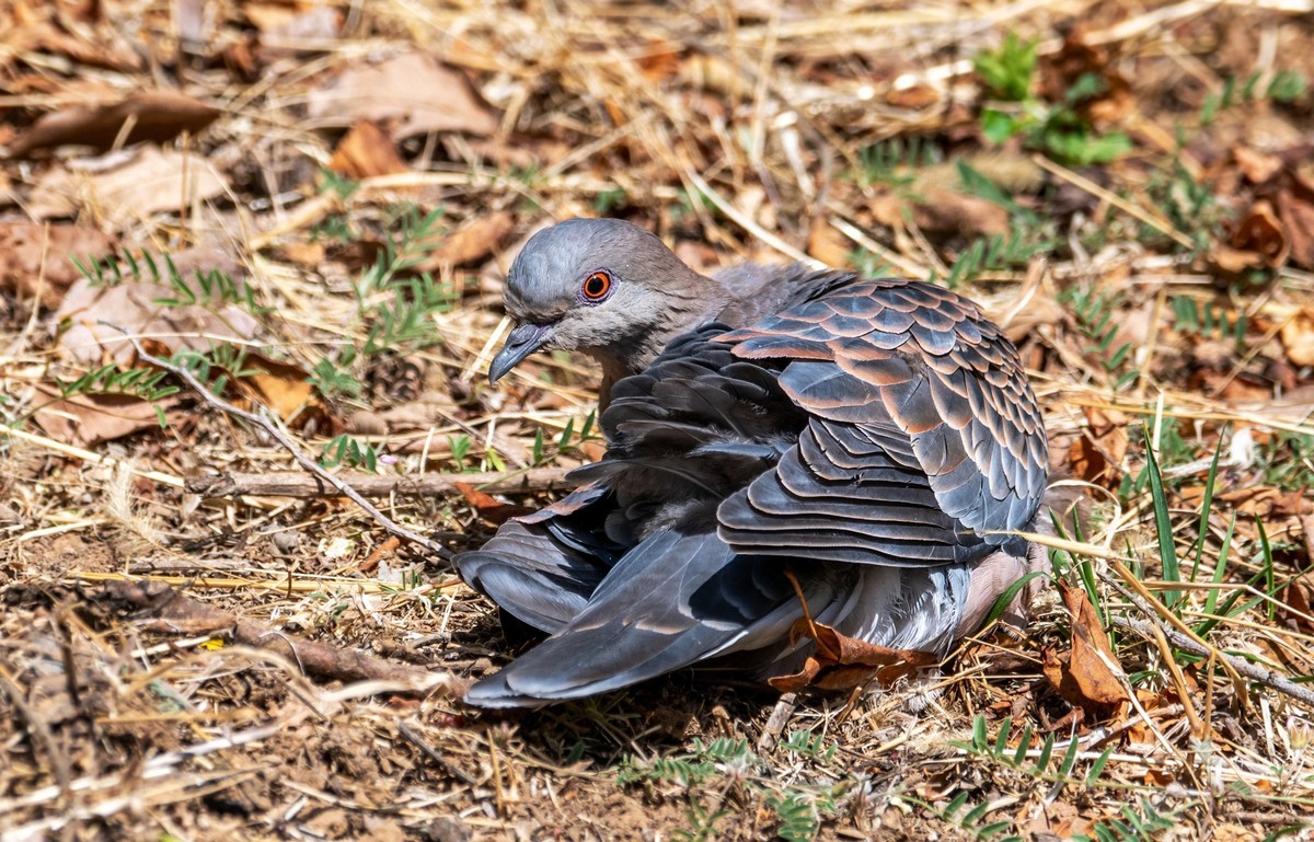 斑鸠晒太阳（五）