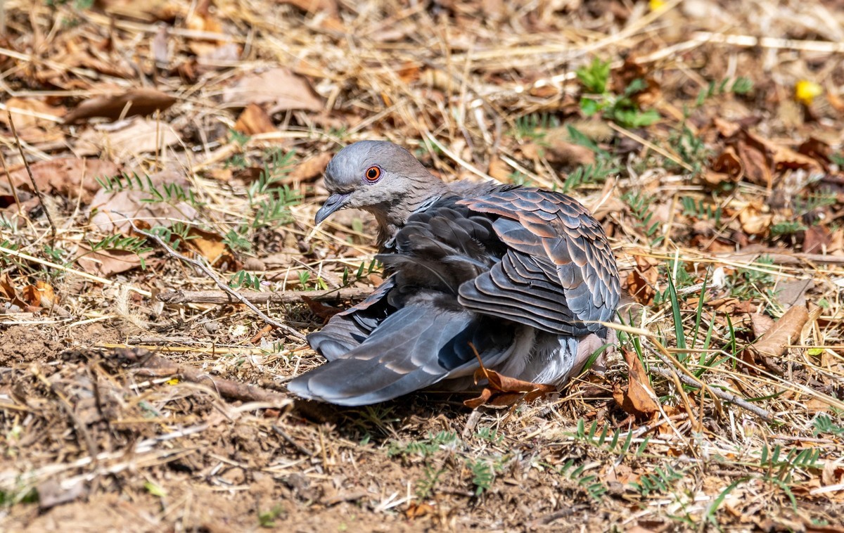 斑鸠晒太阳（五）