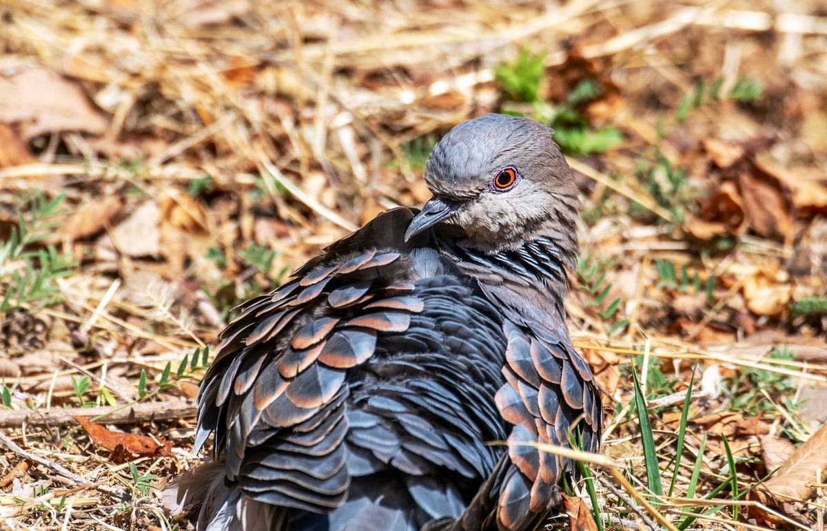 斑鸠晒太阳（五）