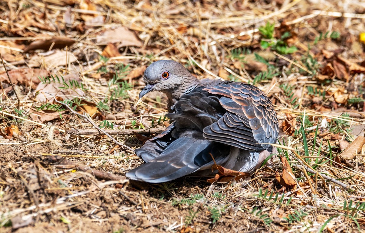 斑鸠晒太阳（五）