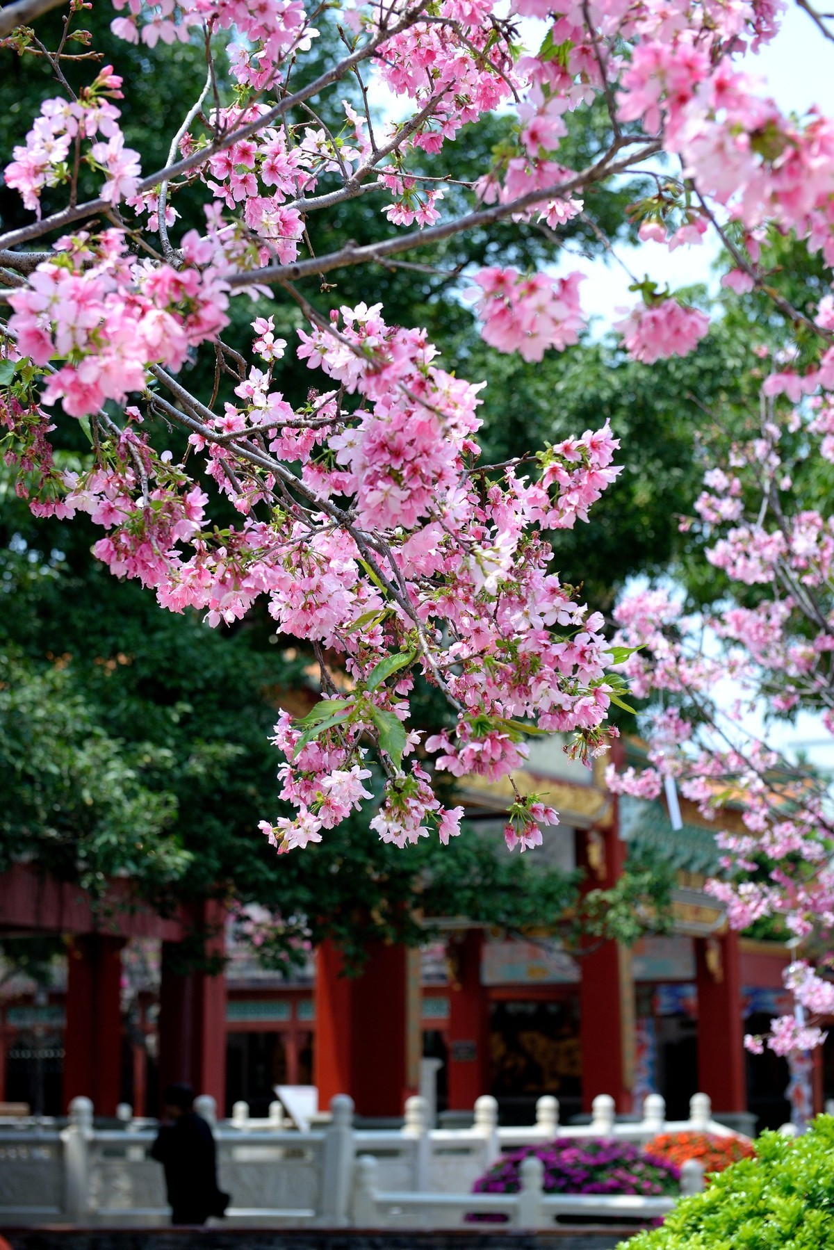 赏樱花