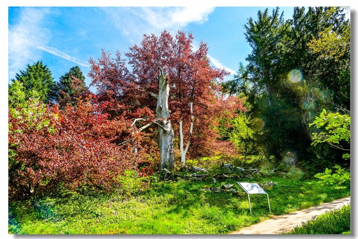 泉城--“Badenweiler”（南德）