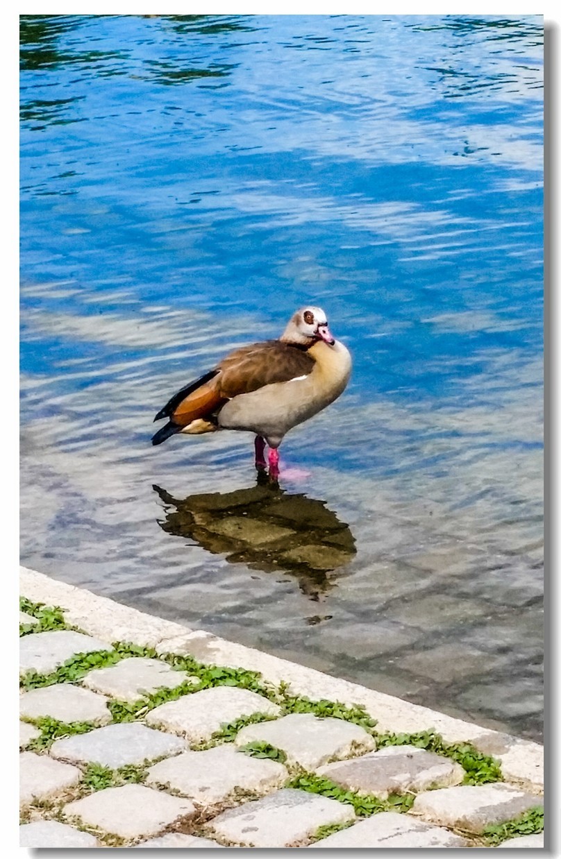 湖景春摄（德国弗莱堡）