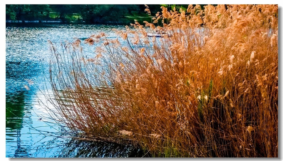 湖景春摄（德国弗莱堡）