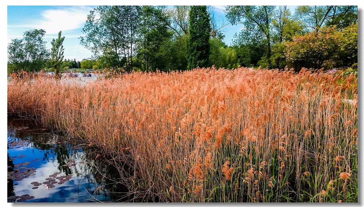 湖景春摄（德国弗莱堡）