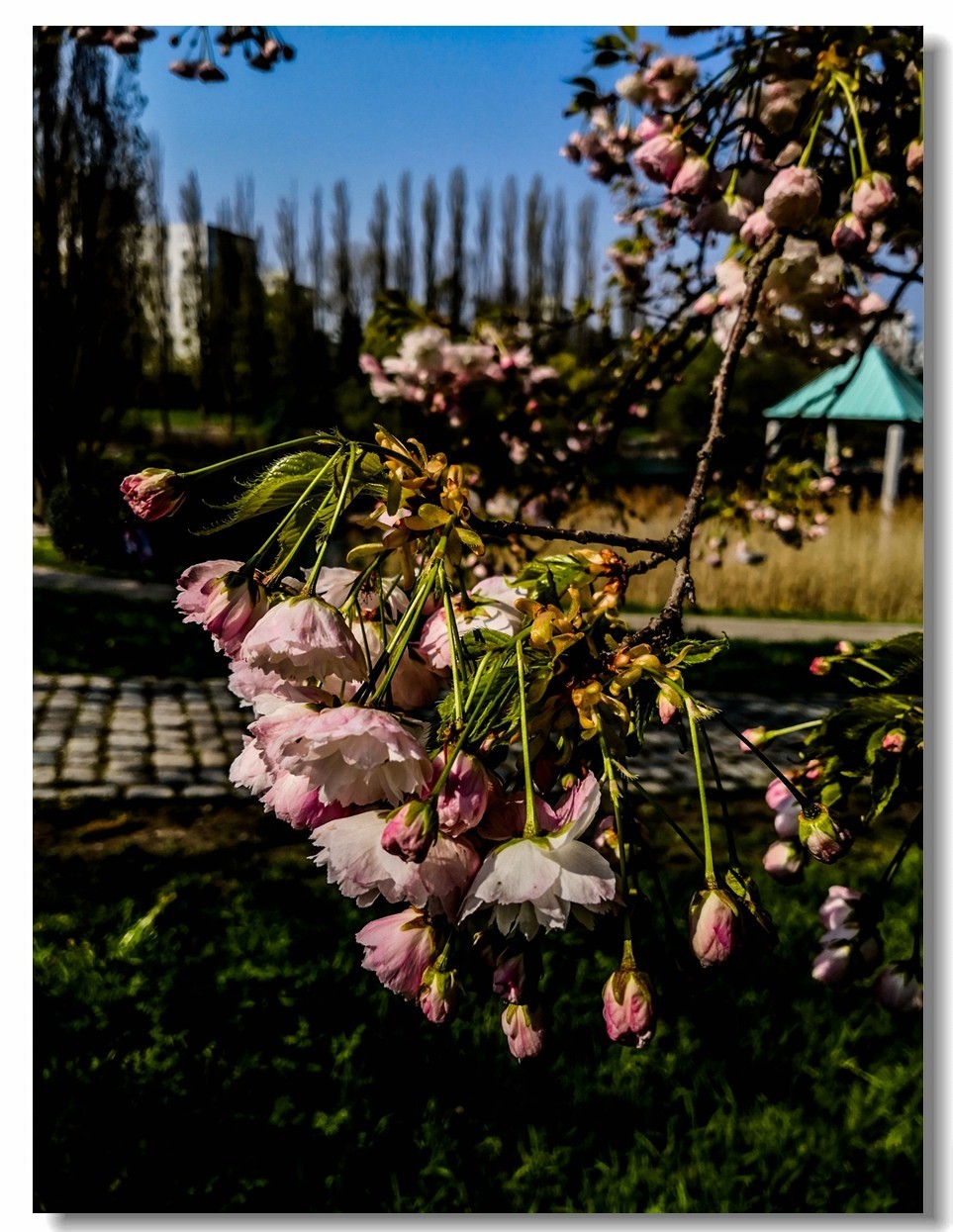 花色