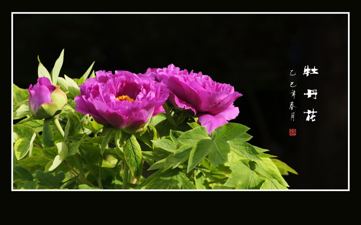 国色天香花中王-牡丹花