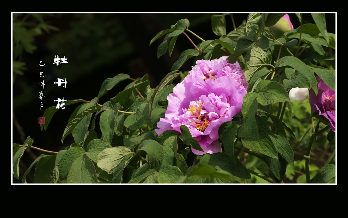 国色天香花中王-牡丹花