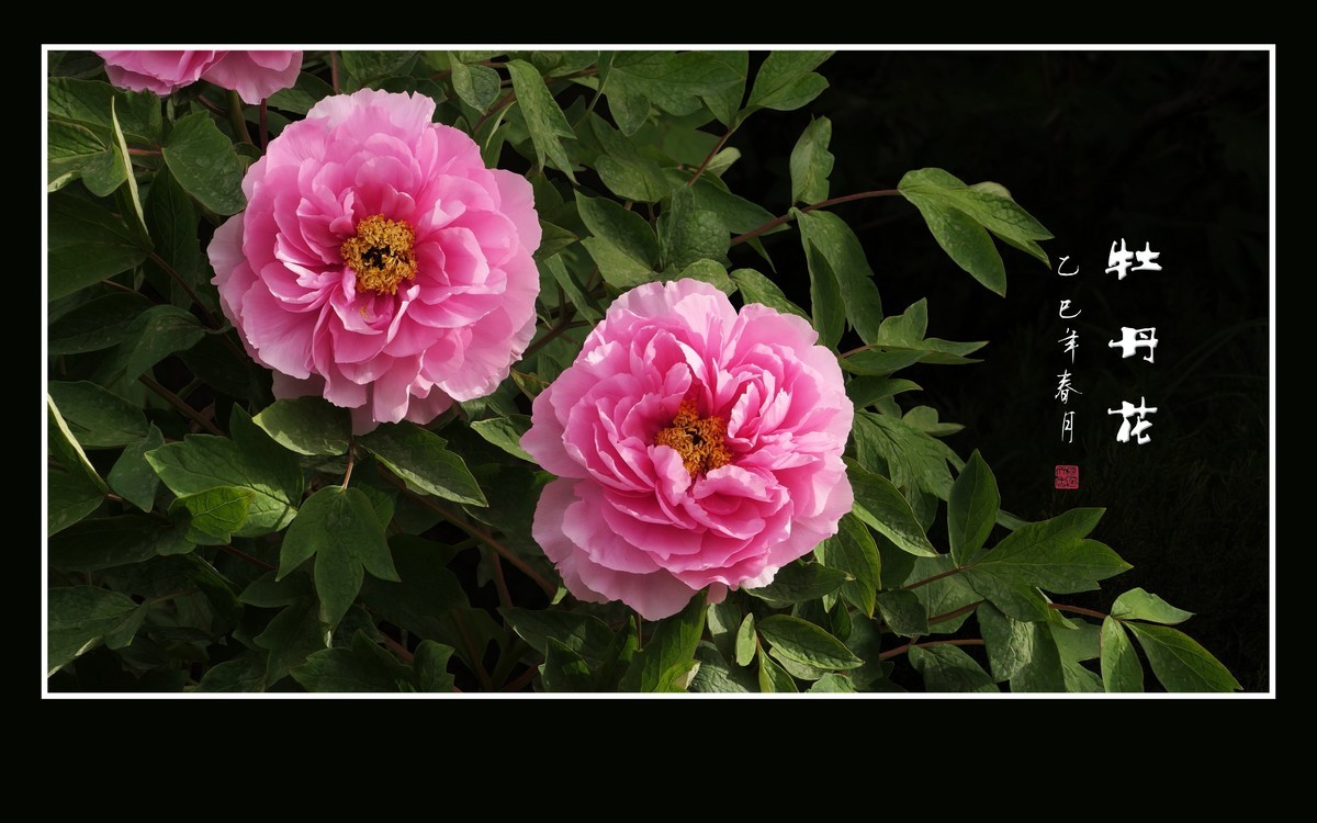 国色天香花中王-牡丹花