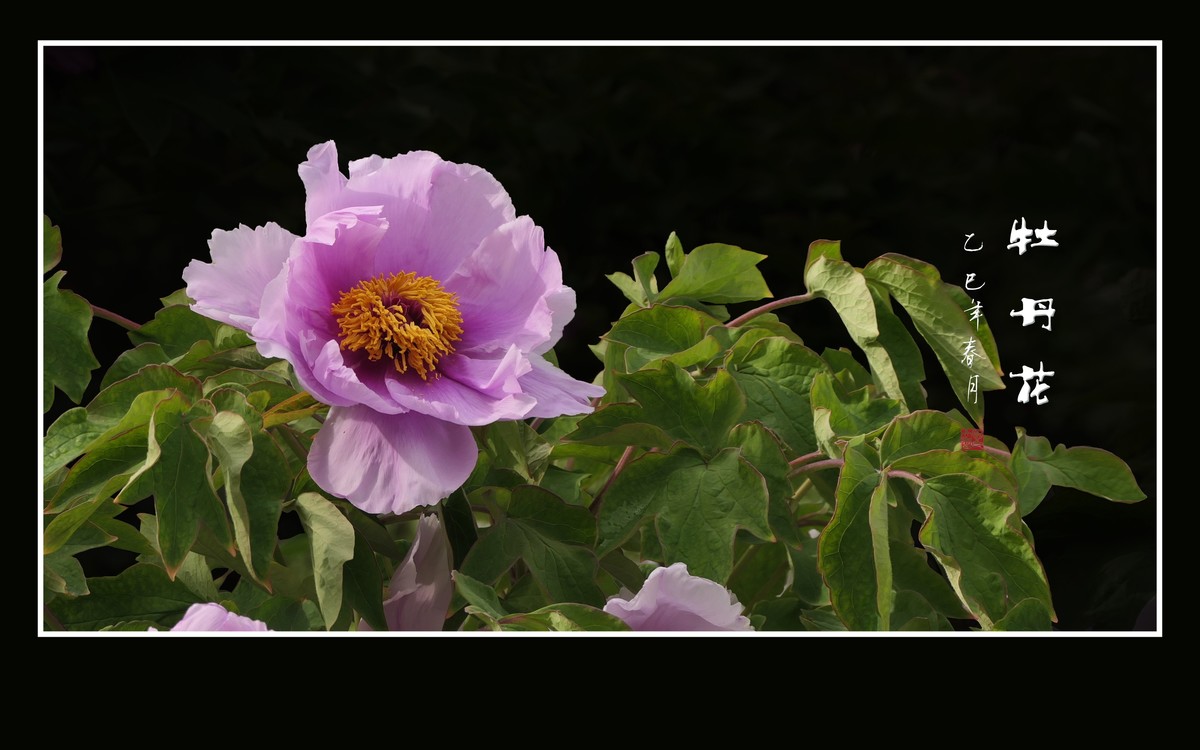 国色天香花中王-牡丹花